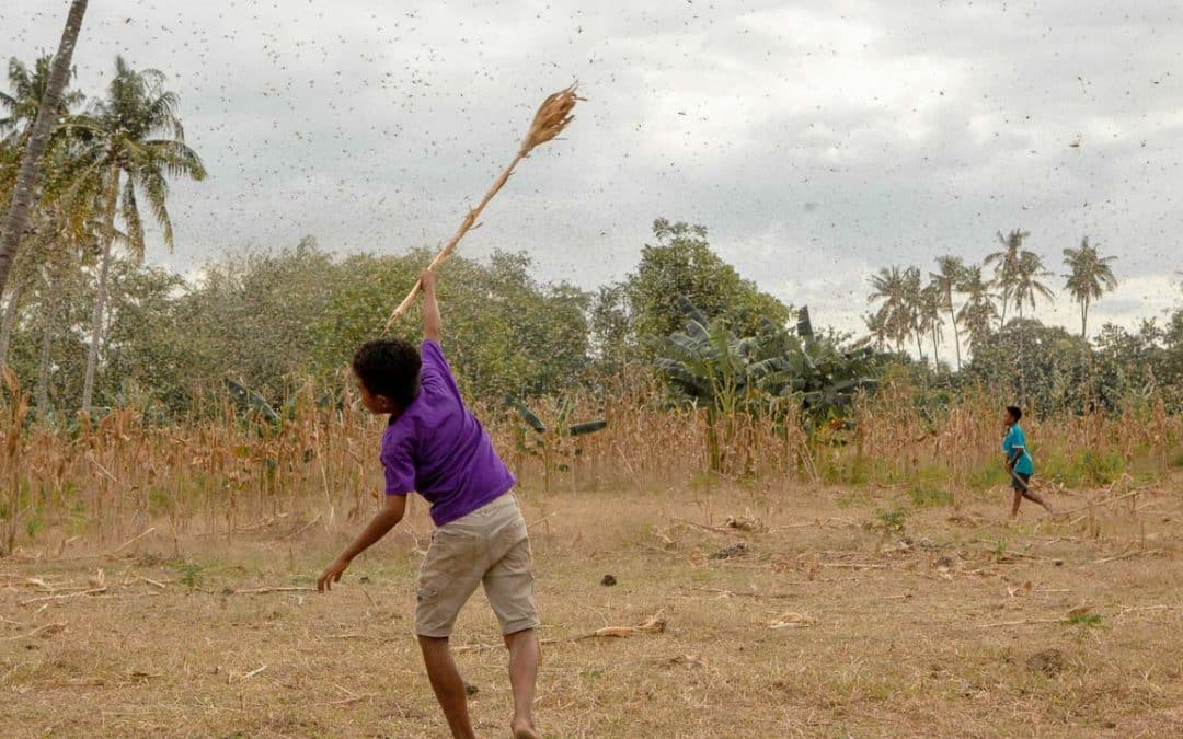 In Sumba, pests destroy crops and starve populations! We can help them!