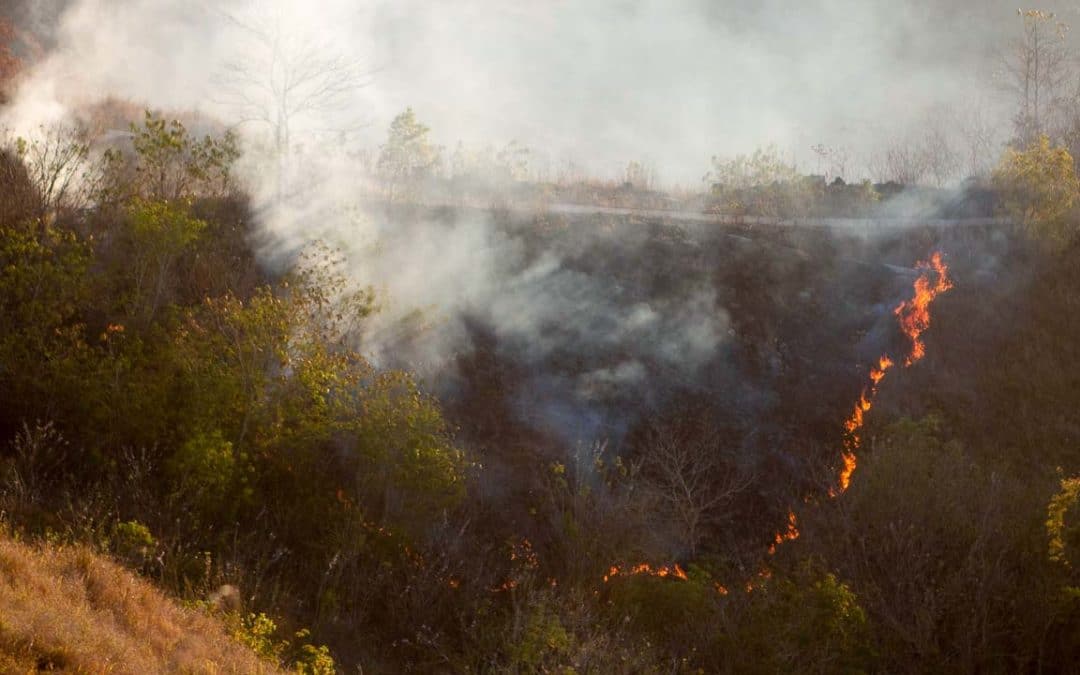 Effect of rampant burning in Sumba lands