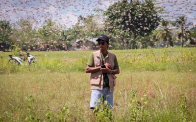Massive pest attacks that destroy all crops and starve the people