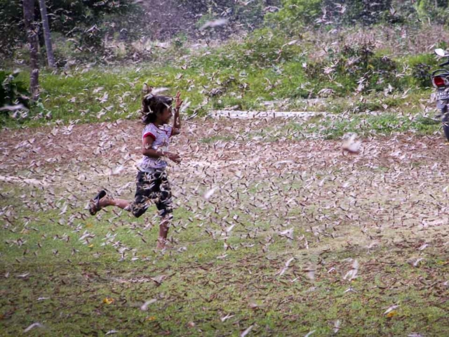 Grasshoppers destroy everything in their path and starve the villages.