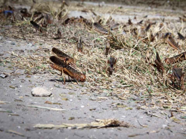 Grasshoppers destroy everything in their path and starve the villages.