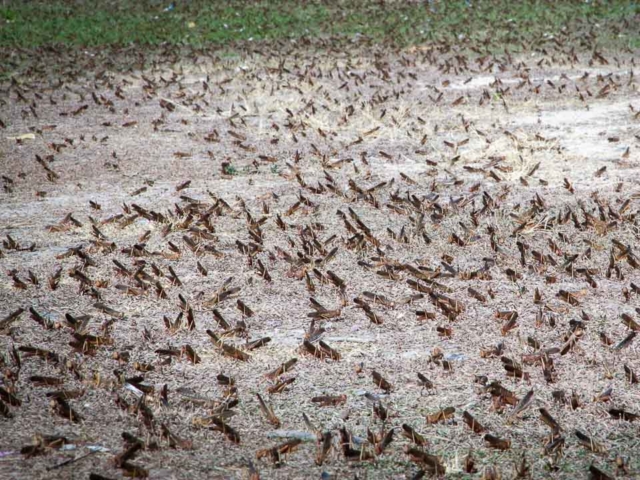 Grasshoppers destroy everything in their path and starve the villages.