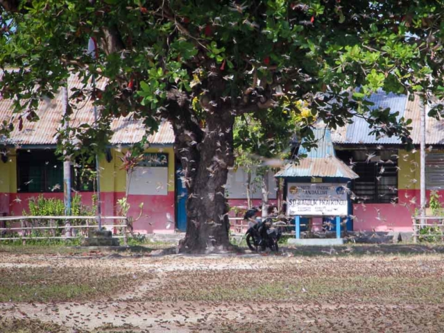 Grasshoppers destroy everything in their path and starve the villages.