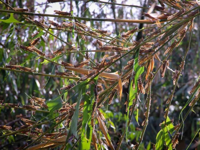 Grasshoppers destroy everything in their path and starve the villages.