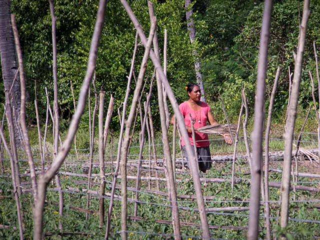 Grasshoppers destroy everything in their path and starve the villages.