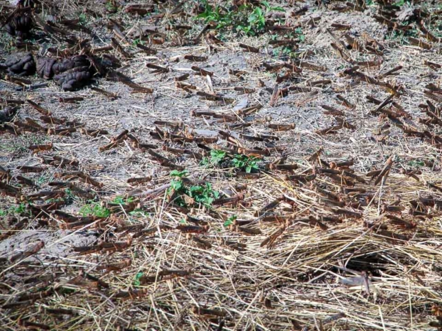 Grasshoppers destroy everything in their path and starve the villages.