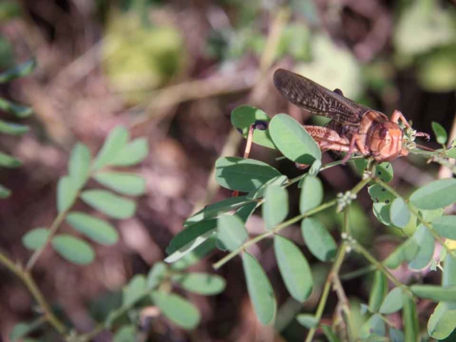 Grasshoppers destroy everything in their path and starve the villages.