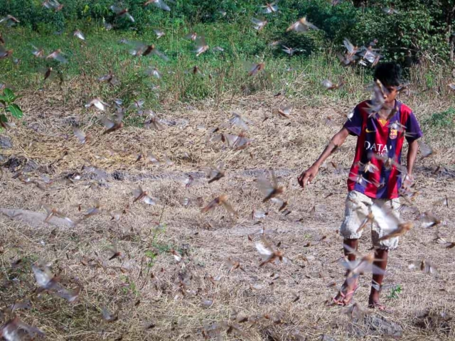 Grasshoppers destroy everything in their path and starve the villages.