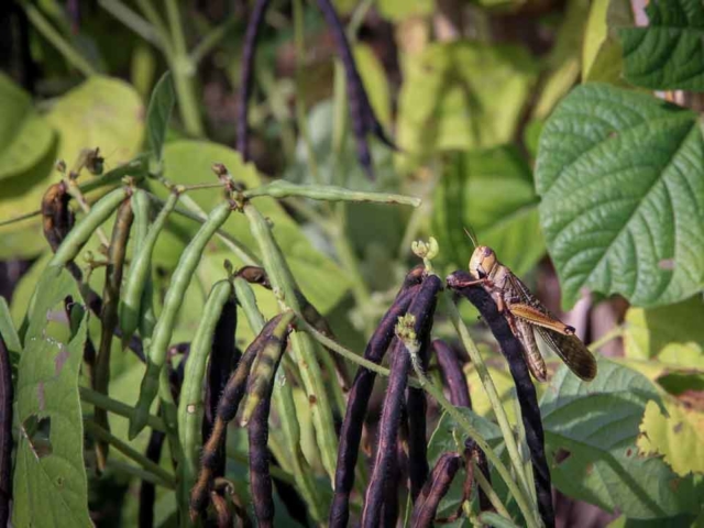 Grasshoppers destroy everything in their path and starve the villages.