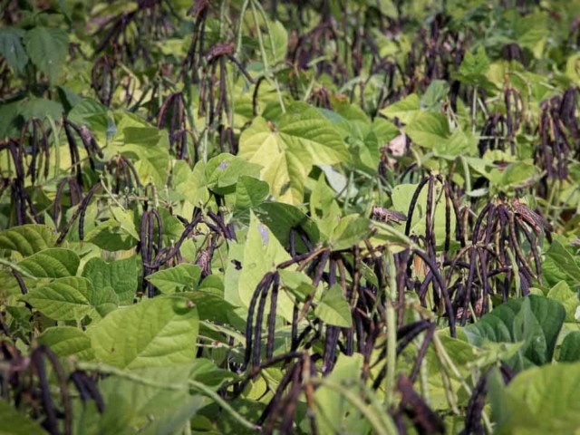 Grasshoppers destroy everything in their path and starve the villages.