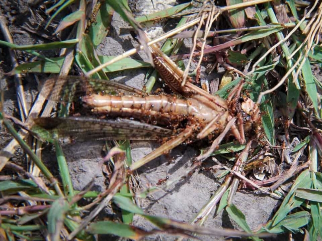 Grasshoppers destroy everything in their path and starve the villages.