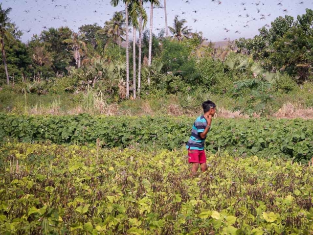 Grasshoppers destroy everything in their path and starve the villages.