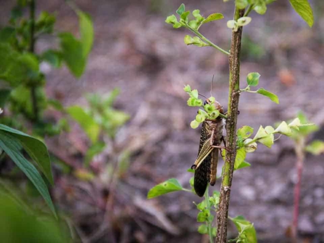 Grasshoppers destroy everything in their path and starve the villages.