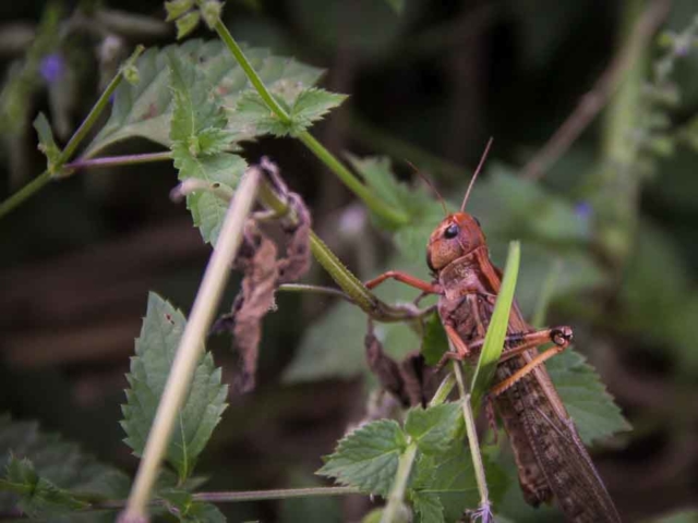 Grasshoppers destroy everything in their path and starve the villages.