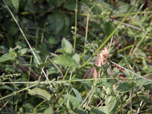 Grasshoppers destroy everything in their path and starve the villages.