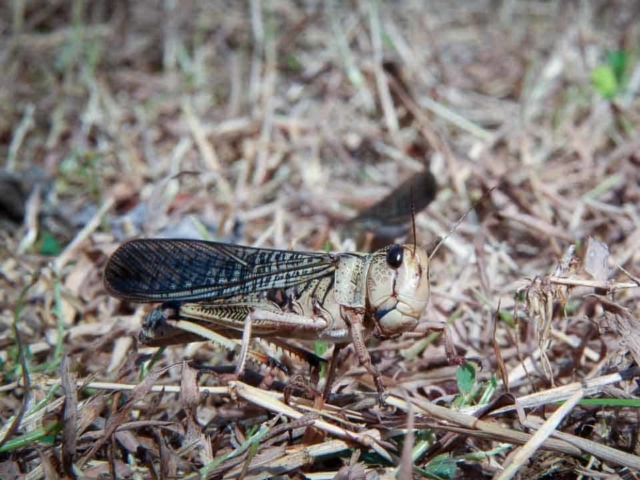 Grasshoppers destroy everything in their path and starve the villages.