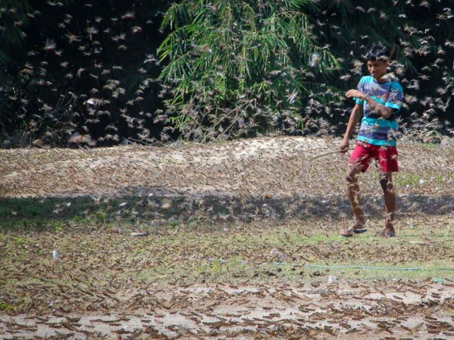 Grasshoppers destroy everything in their path and starve the villages.