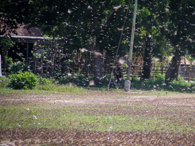 Grasshoppers destroy everything in their path and starve the villages.