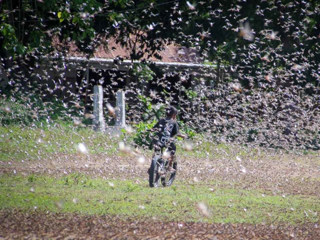 Grasshoppers destroy everything in their path and starve the villages.