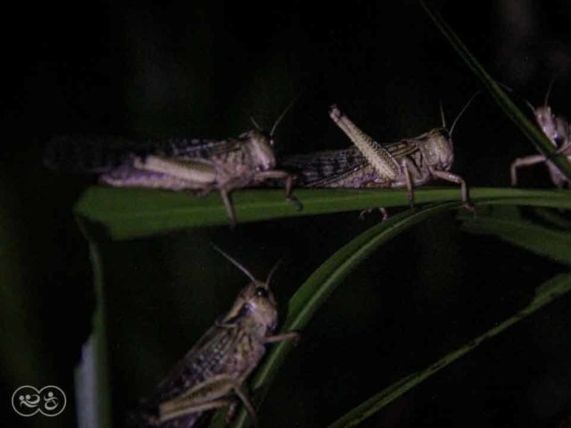 Grasshoppers destroy everything in their path and starve the villages.