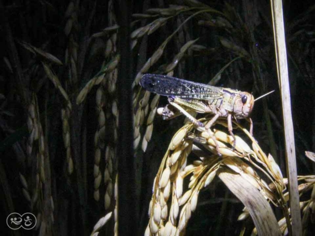 Grasshoppers destroy everything in their path and starve the villages.