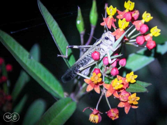 Grasshoppers destroy everything in their path and starve the villages.