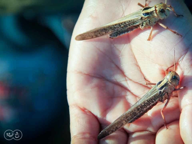 Grasshoppers destroy everything in their path and starve the villages.