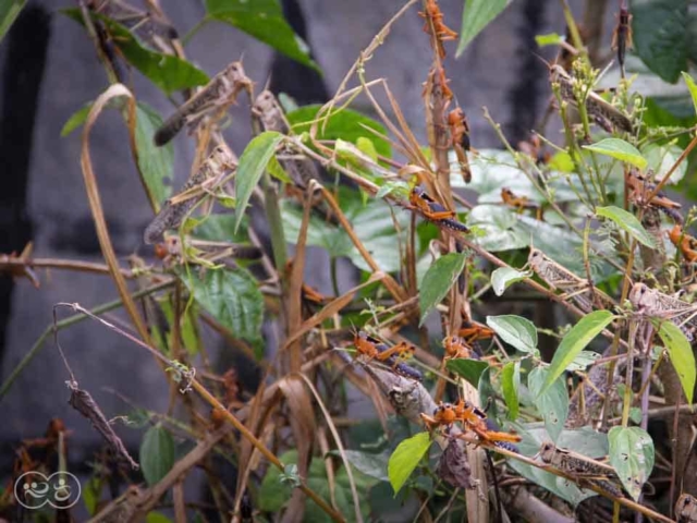 Grasshoppers destroy everything in their path and starve the villages.