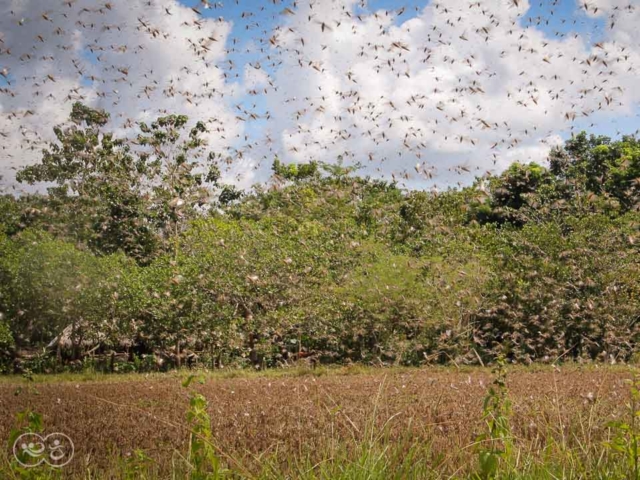 Grasshoppers destroy everything in their path and starve the villages.