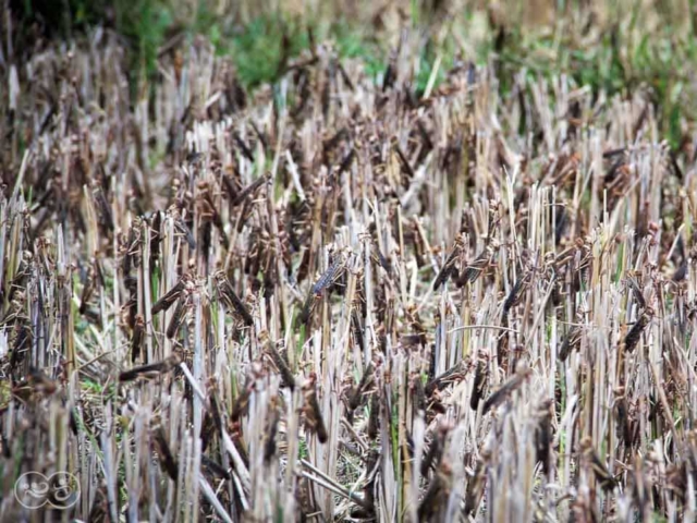 Grasshoppers destroy everything in their path and starve the villages.