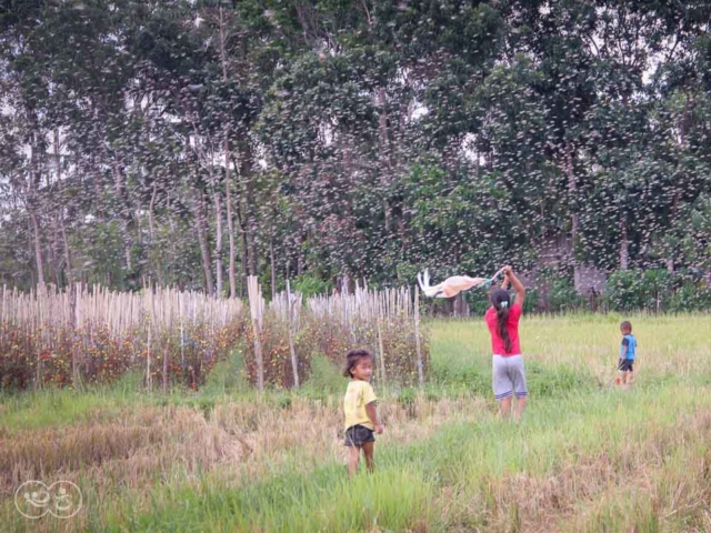 Grasshoppers destroy everything in their path and starve the villages.