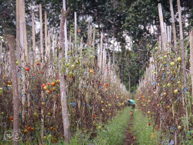 Grasshoppers destroy everything in their path and starve the villages.