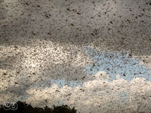 Grasshoppers destroy everything in their path and starve the villages.