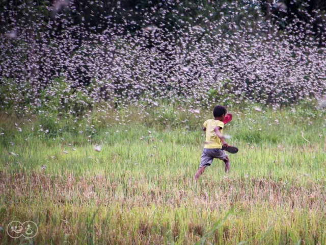 Grasshoppers destroy everything in their path and starve the villages.