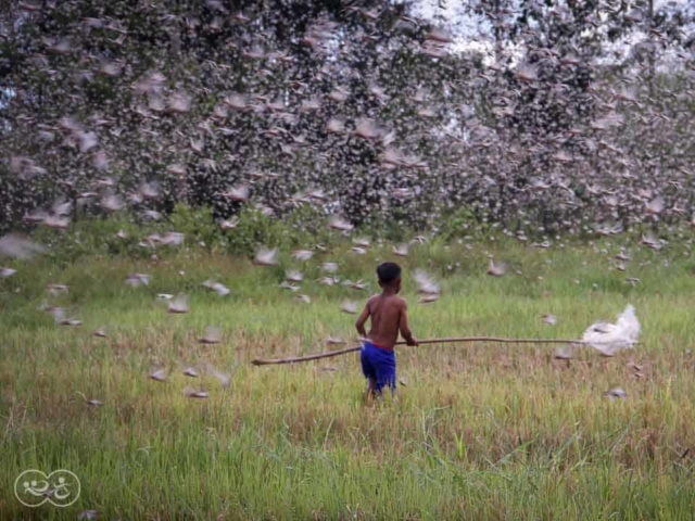 Grasshoppers destroy everything in their path and starve the villages.