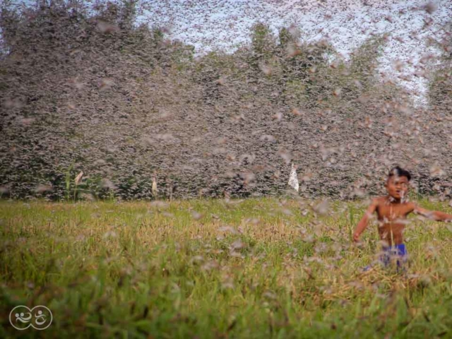 Grasshoppers destroy everything in their path and starve the villages.