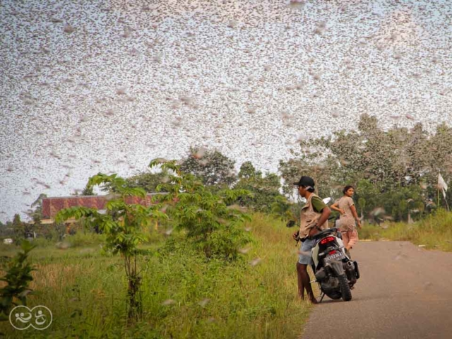 Grasshoppers destroy everything in their path and starve the villages.