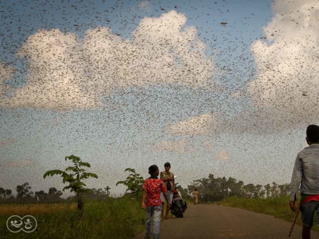 Grasshoppers destroy everything in their path and starve the villages.