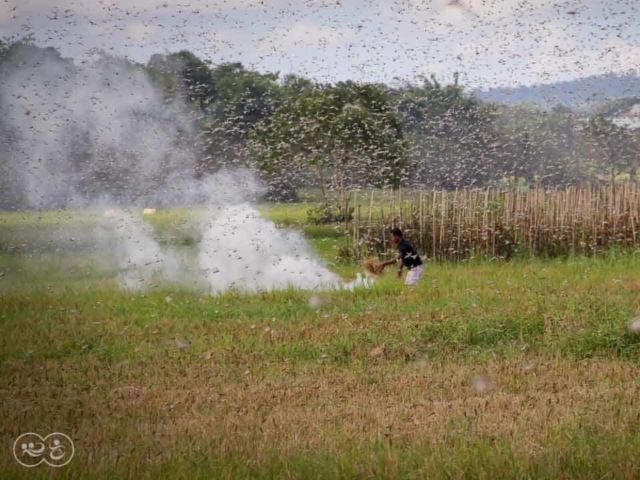 Grasshoppers destroy everything in their path and starve the villages.