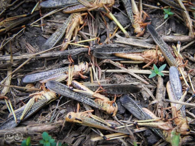 Grasshoppers destroy everything in their path and starve the villages.