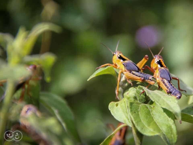 Grasshoppers destroy everything in their path and starve the villages.