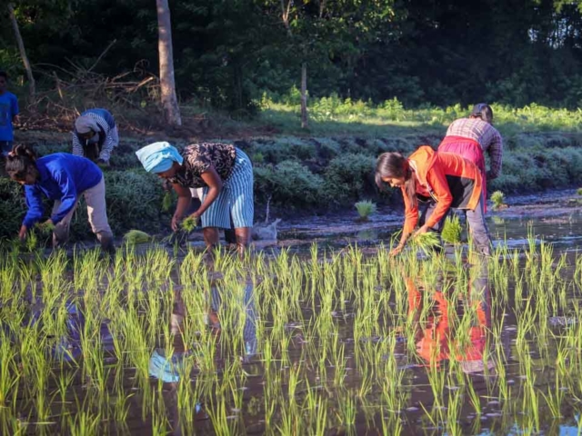 Hard work in the rice fields in Mbinudita, East Sumba.