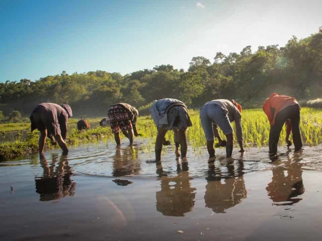 Hard work in the rice fields in Mbinudita, East Sumba.