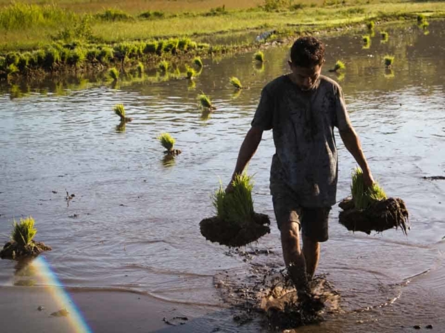 Hard work in the rice fields in Mbinudita, East Sumba.