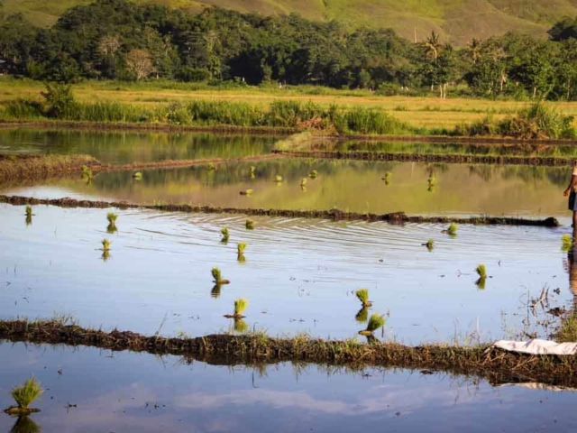 Hard work in the rice fields in Mbinudita, East Sumba.