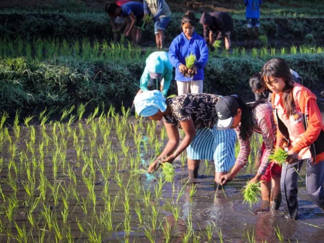 Hard work in the rice fields in Mbinudita, East Sumba.