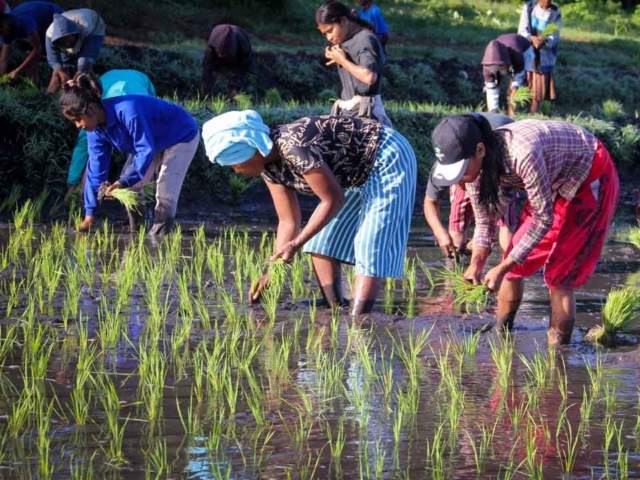 Hard work in the rice fields in Mbinudita, East Sumba.