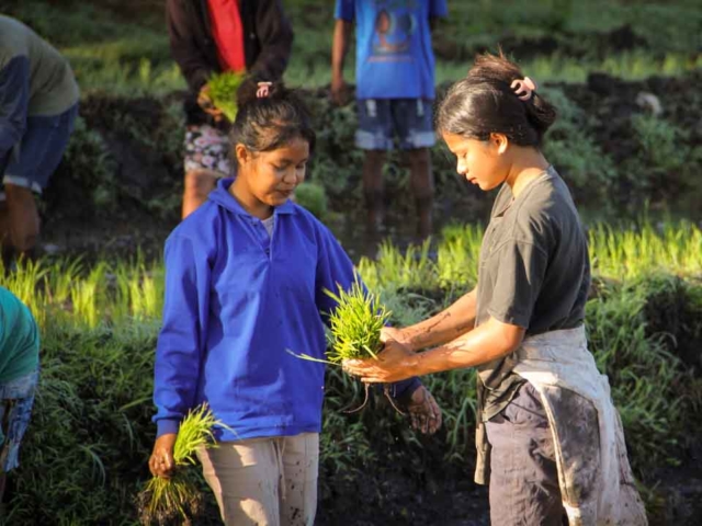 Hard work in the rice fields in Mbinudita, East Sumba.