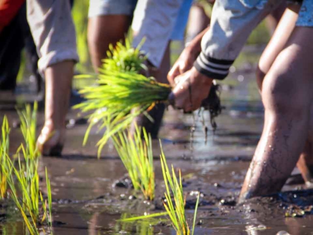 Hard work in the rice fields in Mbinudita, East Sumba.