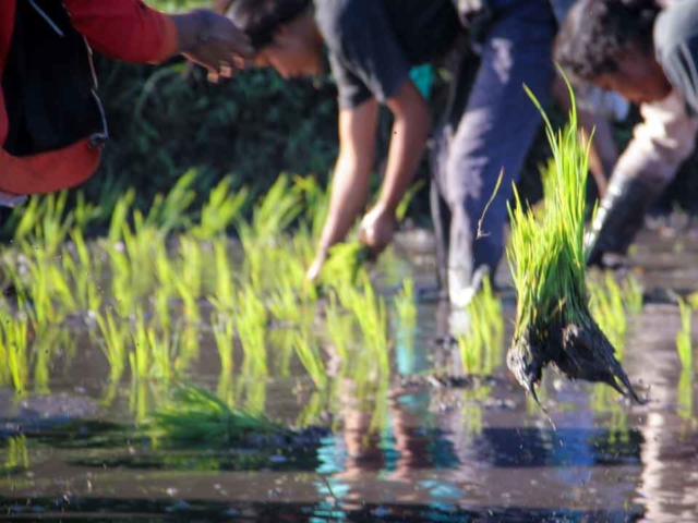 Hard work in the rice fields in Mbinudita, East Sumba.